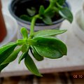 aptenia