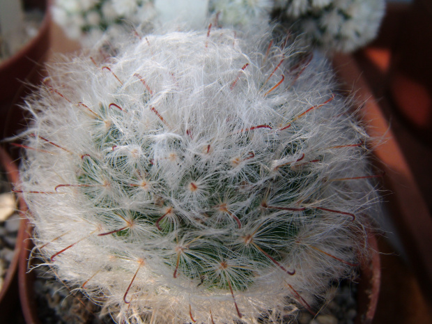 Mammillaria bocasana