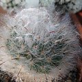 Mammillaria bocasana