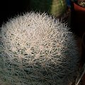 Mammillaria candida