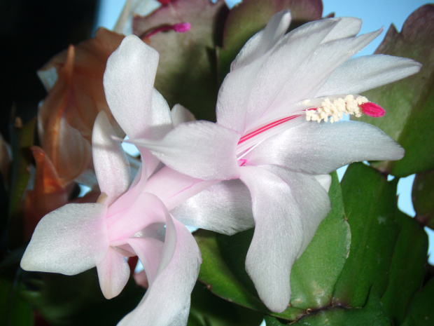 schlumbergera