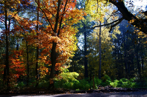 #jesień #drzewa #przyroda #kolory #natura