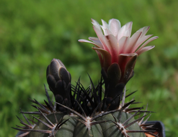 Gymnocalycium catamarcense f. belense JS 236