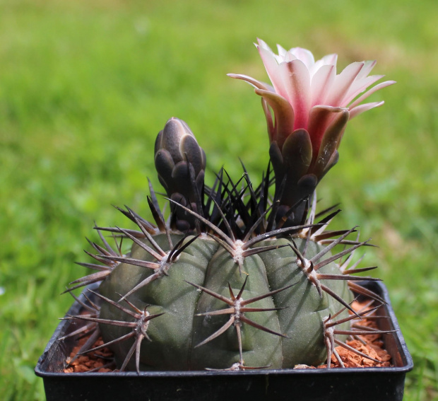 Gymnocalycium catamarcense f. belense JS 236