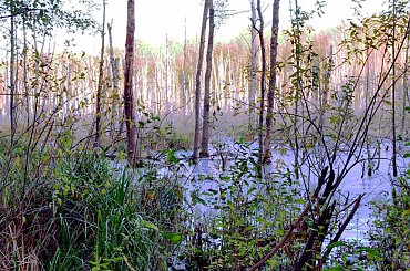 Na spotkanie z przyrodą #przyroda #krajobraz #plener #las #woda #drzewa #bagna