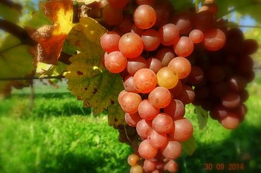 #winnica #WinnicaDolinaSanu #wino #winogrono #ZbiórWinogron