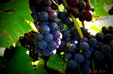 #winnica #WinnicaDolinaSanu #wino #winogrono #ZbiórWinogron