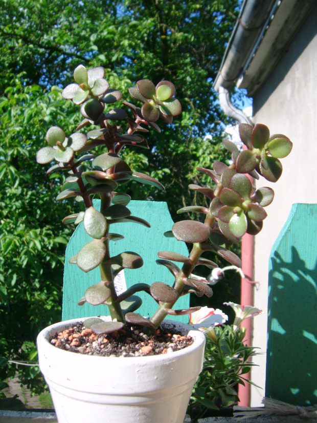 C.ovata