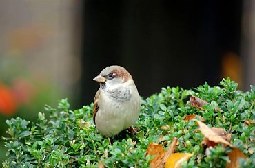#wróbelek #pozuje #park