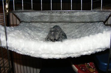 hamaczydło ;p #Aki #fretka #hamak #kocyk #kocyki #Stfforek