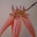 Bulbophyllum Elizabeth Ann Buckelberry