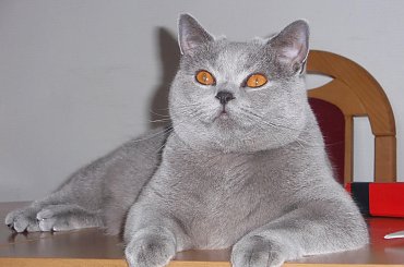 Parys Kocia Ostoja*PL #portret #Parysek