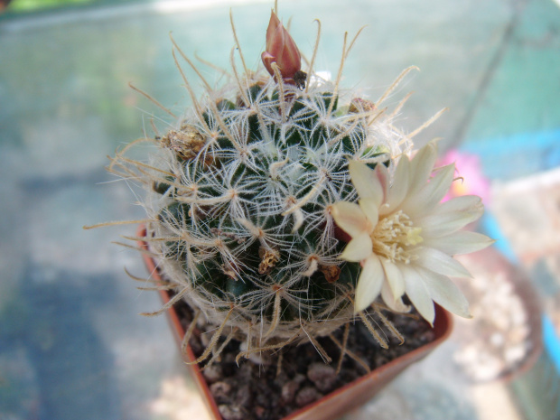 Mammillaria duwei