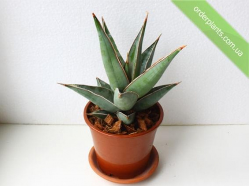 Sansevieria pinguiculata #Sansevieria