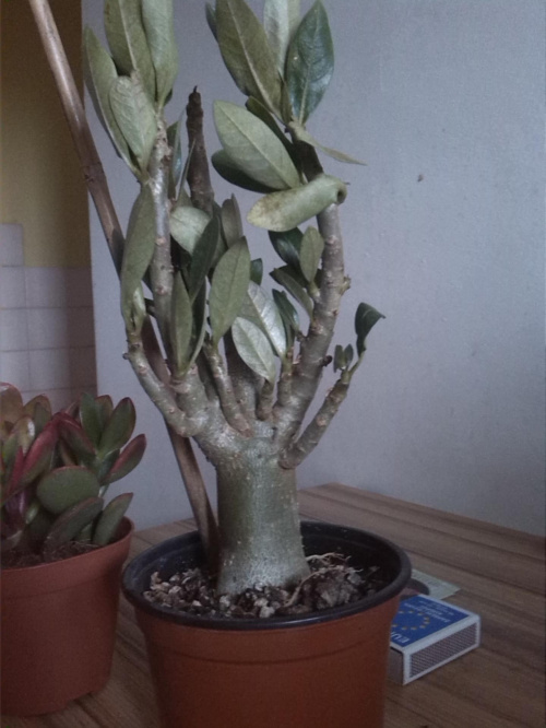 adenium 2