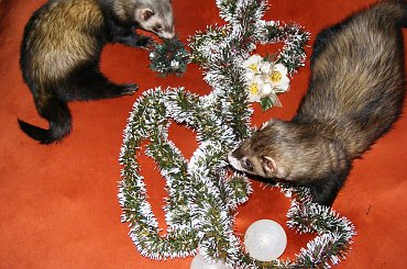 #BożeNarodzenie #ŚwiąteczneFrety #święta