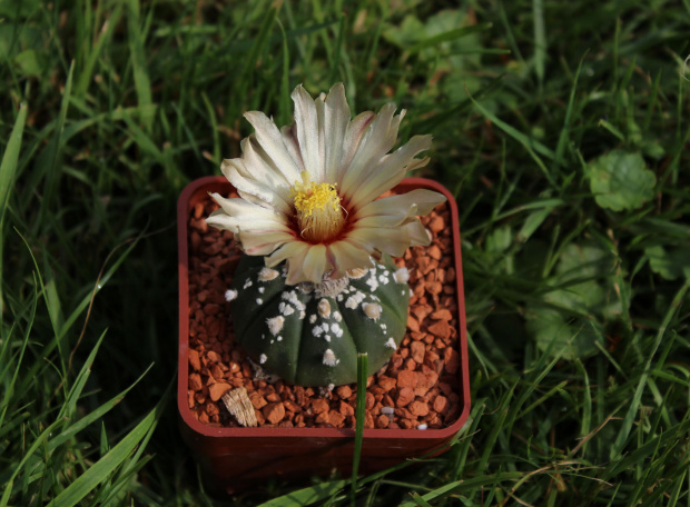 Astrophytum asterias 'Special marking'