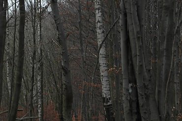 Zajęcia z fotografioi UTW #drzewa #Przyroda