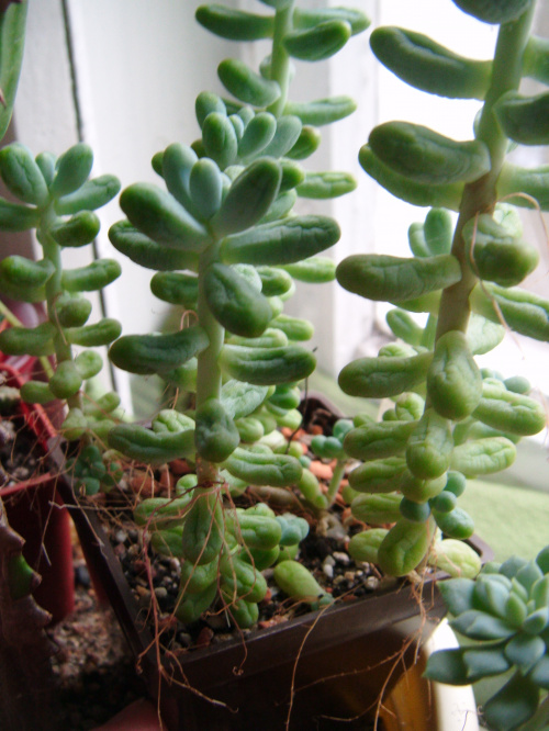 Sedum