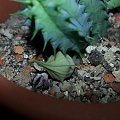 h. stapelioides