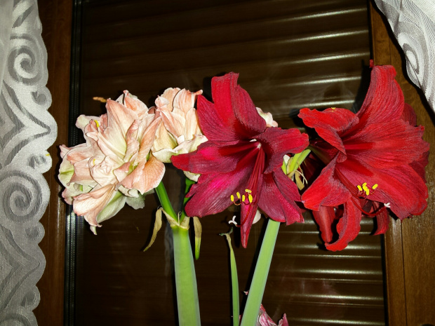 Hippeastrum