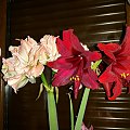 Hippeastrum