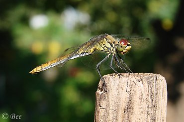 #ogród #owady #ważki