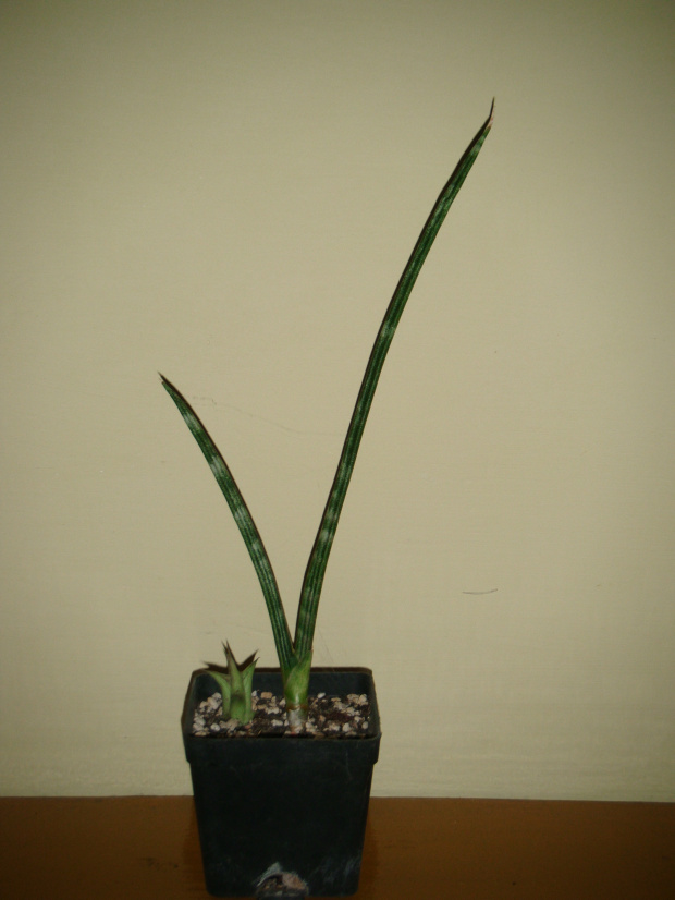 sansevieria