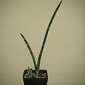 sansevieria