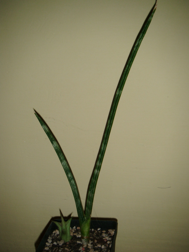 sansevieria