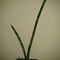 sansevieria