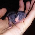 małe szczurki