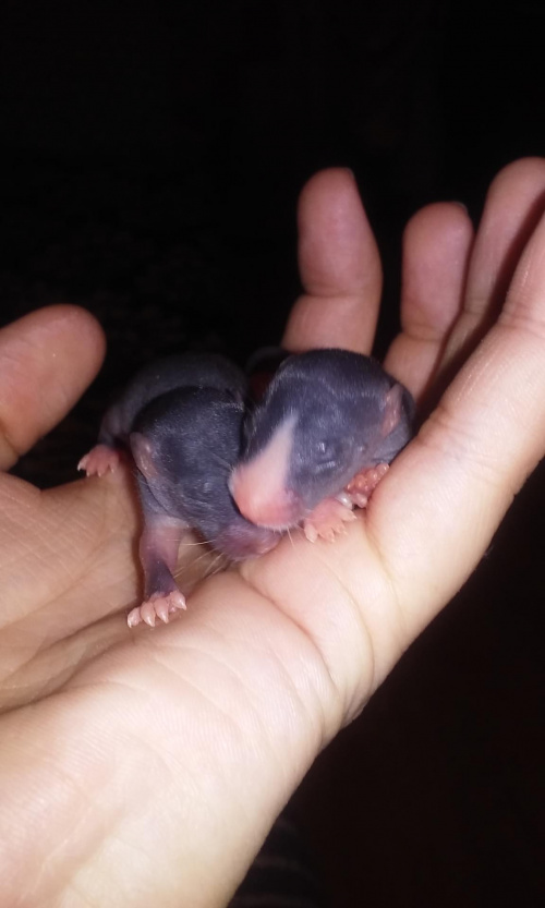 małe szczurki