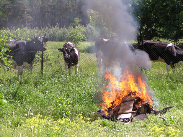 ognisko krowy #krowy #ogień #ognisko #zwierzęta