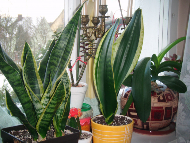 sansevieria