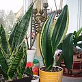 sansevieria