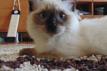#koty #ragdoll