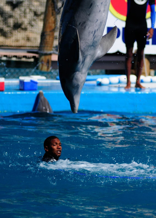 Delfin #delfin #dominikana