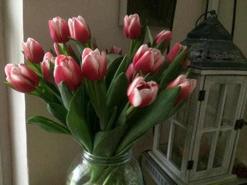 #surfinia #tulipany