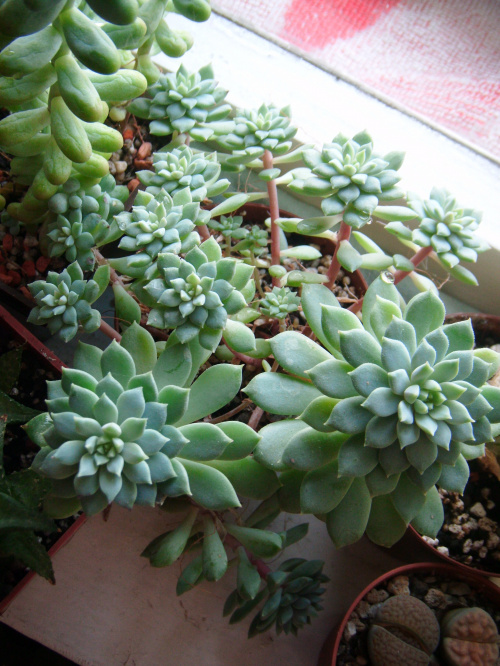 Echeveria