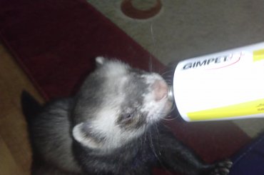 Mordzik (fretka) #fretka #fretki #tchórz #zwierzę #pupil