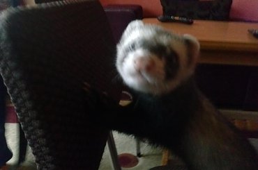 Mordzik (fretka) #fretka #fretki #tchórz #zwierzę #pupil