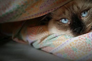 #kot #ragdoll #SłodkieZwierzęta