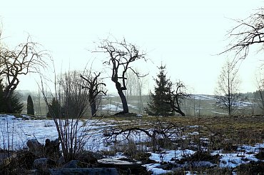 #krajobrazy #przyroda #drzewa #lasy #łąki #sad #staw #niebo #słońce #rośliny