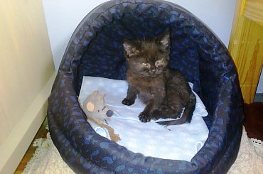 23-02-2015 #kot #kocur #brytyjczyk #grazkoty #hodowla #Rzeszów