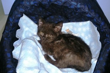 19-02-2015 Bidula po kroplówce i odrobaczeniu. #kot #kocur #brytyjczyk #grazkoty #hodowla #Rzeszów