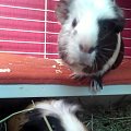 Bruno i Teo #Świniaki
