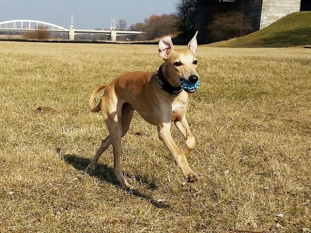 NORWAY RACER Brodwinek #whippet