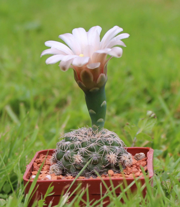 Gymnocalycium calochlorum