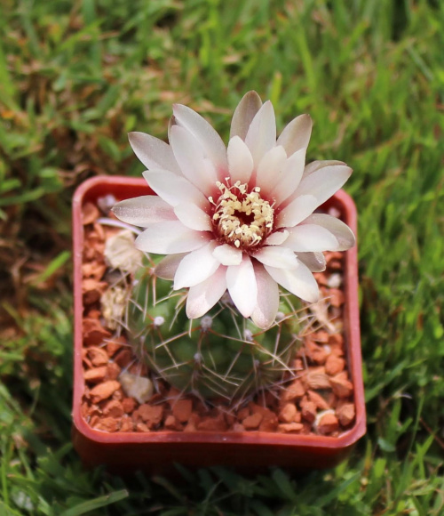 Gymnocalycium stellatum JO 878/1